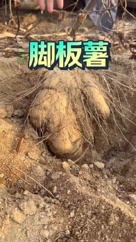 脚板薯的学名叫什么