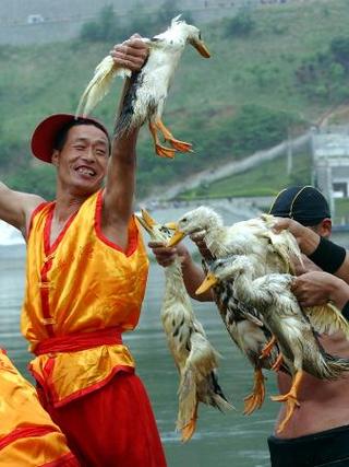 人抓鸭子