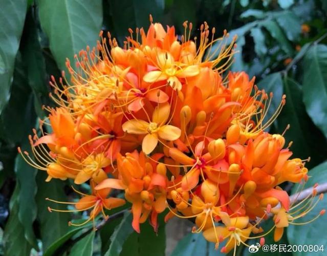 无忧花又叫什么花名