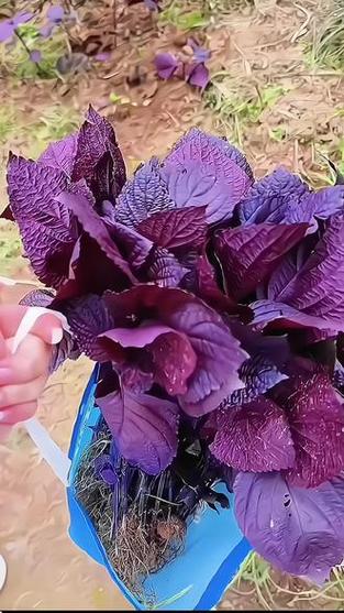 紫苏菜有什么功效和作用