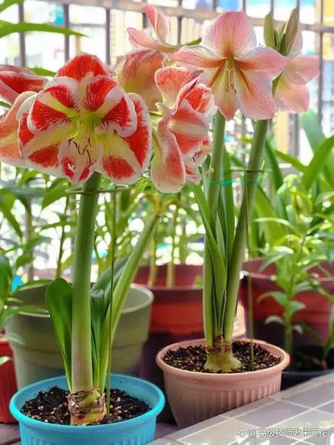 花宜保