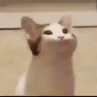 要抱抱猫meme表情包gif