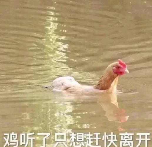 幽默风趣的表情包