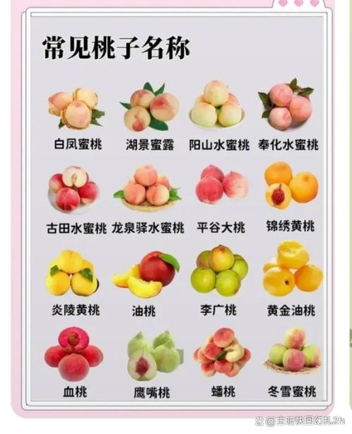 目前最好的桃子品种