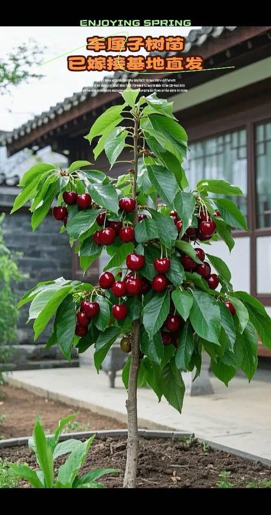车厘子树