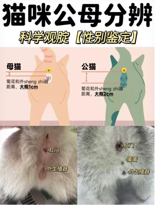 公猫和母猫的区别图 方法