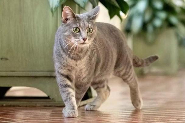 养虎斑猫对主人不吉利吗