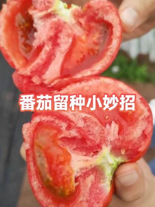番茄旧版怎么恢复数据