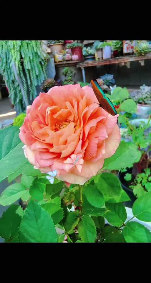 “人生相逢有时尽,花开花落终有时”