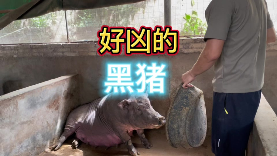 清冷仙子和哦齁母猪这两个元素到底