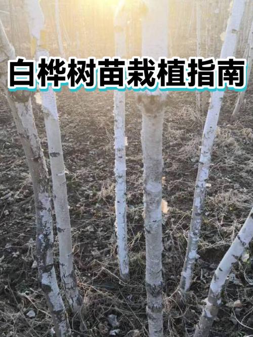 白桦树苗去哪里买