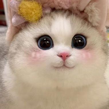 小猫咪头像 萌萌