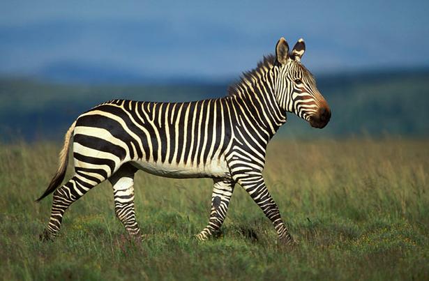 zebra斑马中国官网