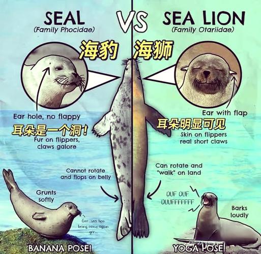 海豹和海狮哪个大