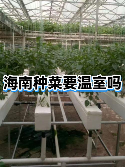 去海南种菜赚钱吗