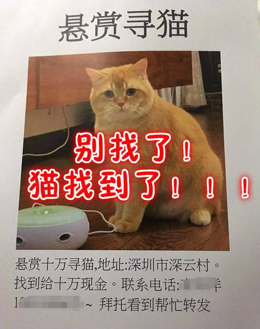 给小猫找主人怎么写