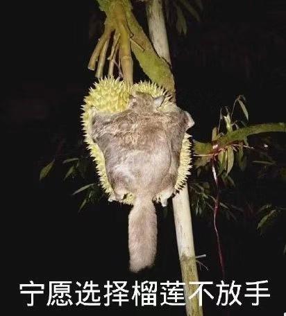 榴莲表情