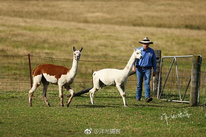 旅行世界遛狗靠谱吗