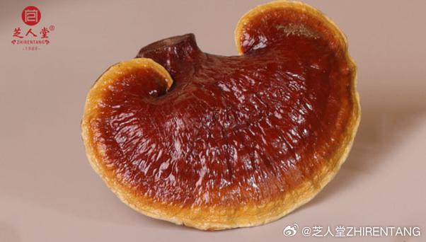 什么叫灵芝