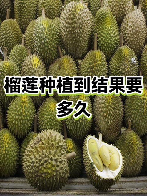 榴莲几月开花几月结果