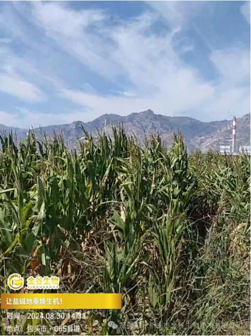 盐碱地能种玉米吗