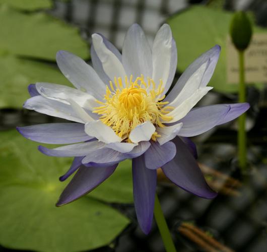 睡莲简介
