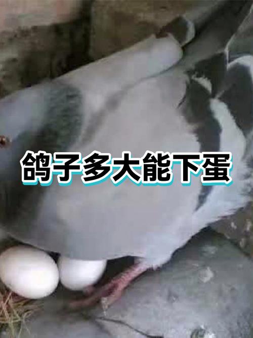 公鸽子几个月会求偶