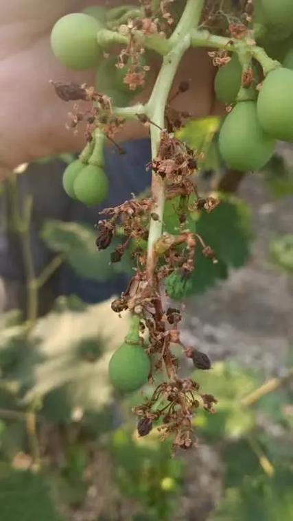 葡萄病害图片大全