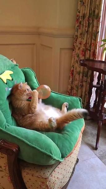 猫咪搞笑视频 笑死人