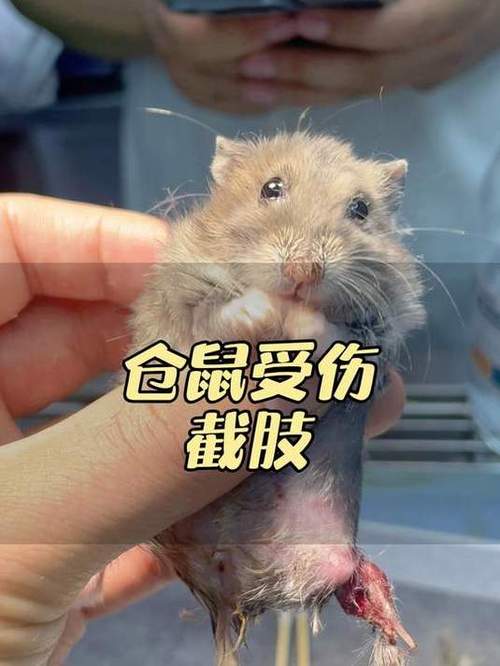 仓鼠咬人会有什么后果