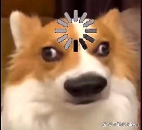 权威猫meme头像合集