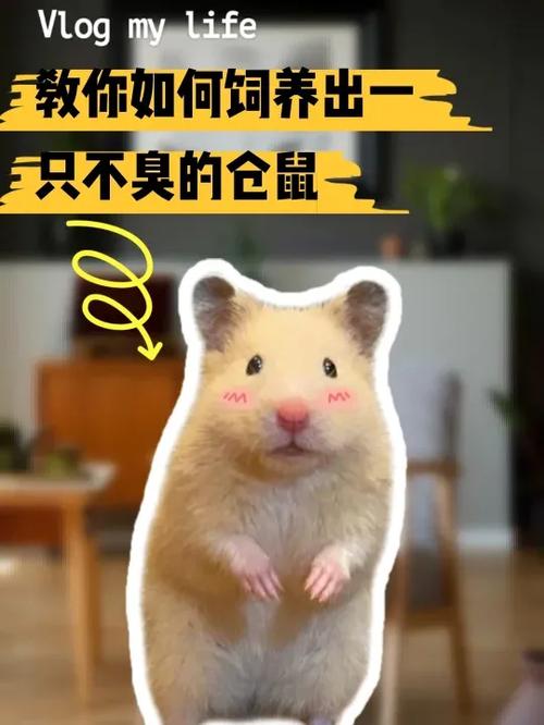 仓鼠怎么养不臭