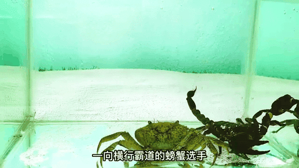 蝎子和螃蟹哪个厉害