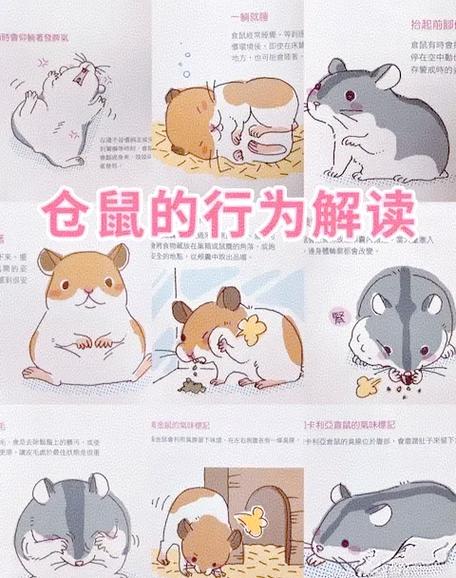 仓鼠真的不能一起养吗