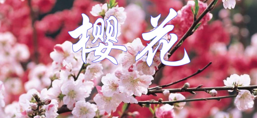 樱花首频