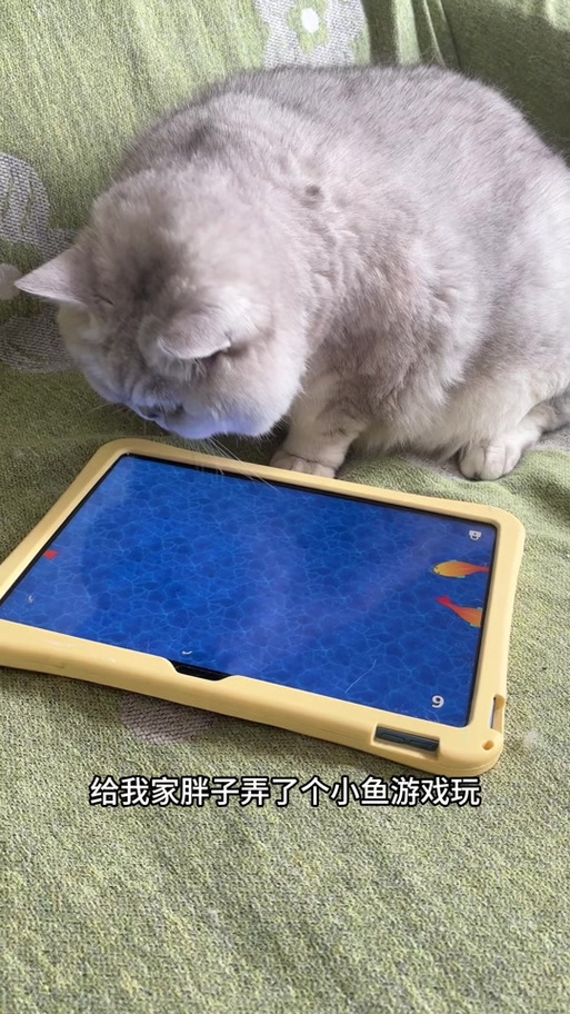 小猫玩的游戏抓鱼
