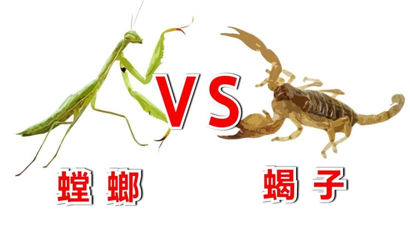 螳螂和蝎子打仗