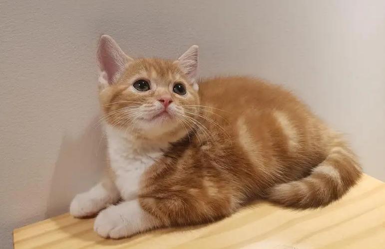 橘色美短和橘猫的区别