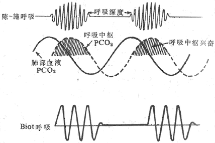 呼吸的基本节律起源于