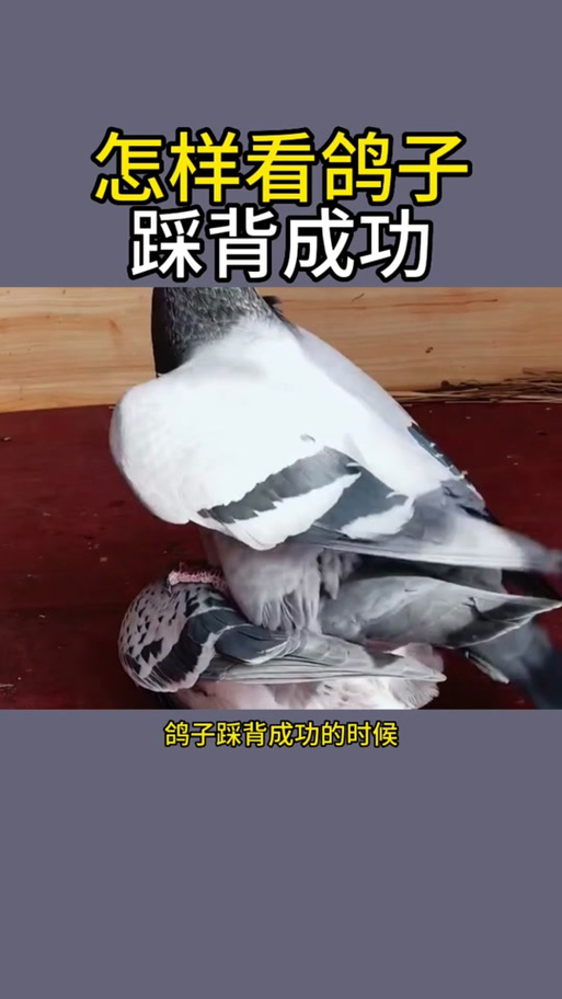 4个月的公鸽子会踩背么
