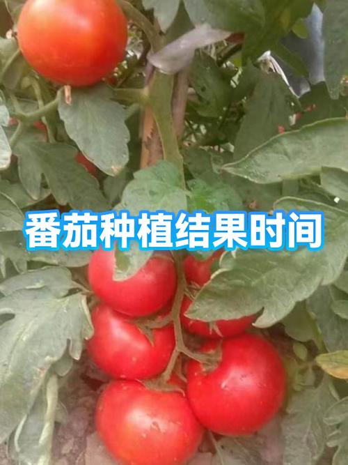 番茄更新后怎么变回原来版