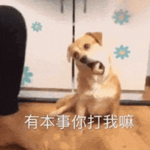 2025最火表情包