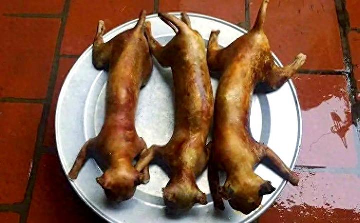 猫肉怎么吃最好吃
