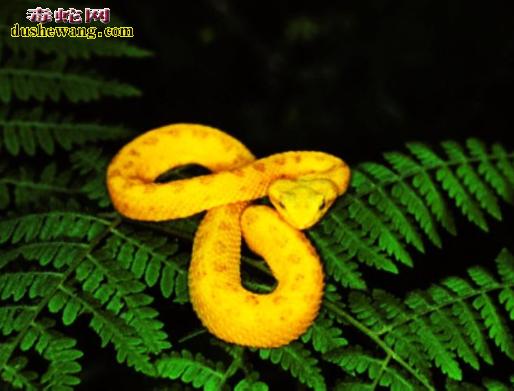 好听又极美的蛇名字