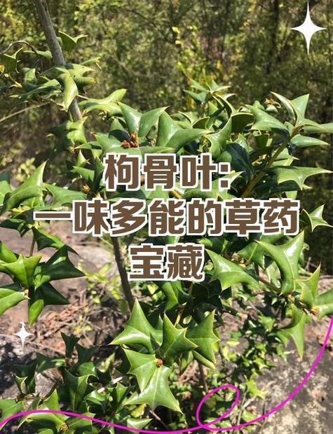 八角的功效与作用