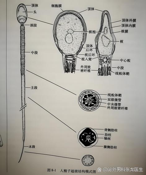 人体的精是怎么产生的