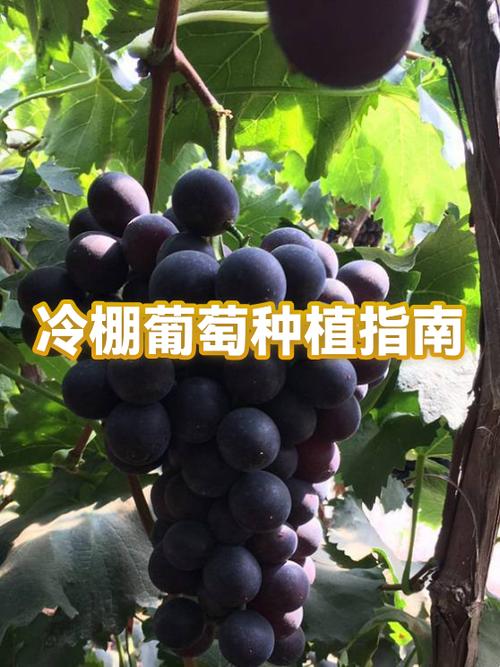 46个葡萄品种大全
