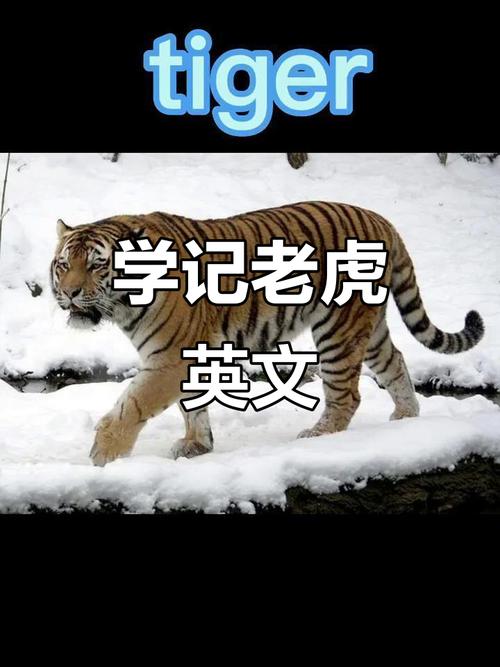 Tiger怎么注谐音