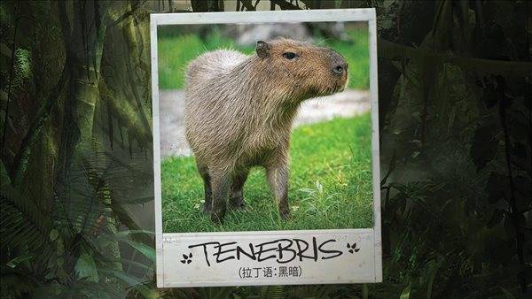 绿色地狱生物大全