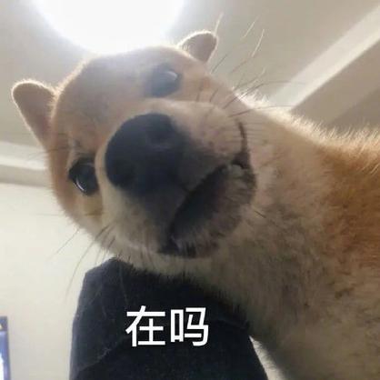 日常聊天在吗表情